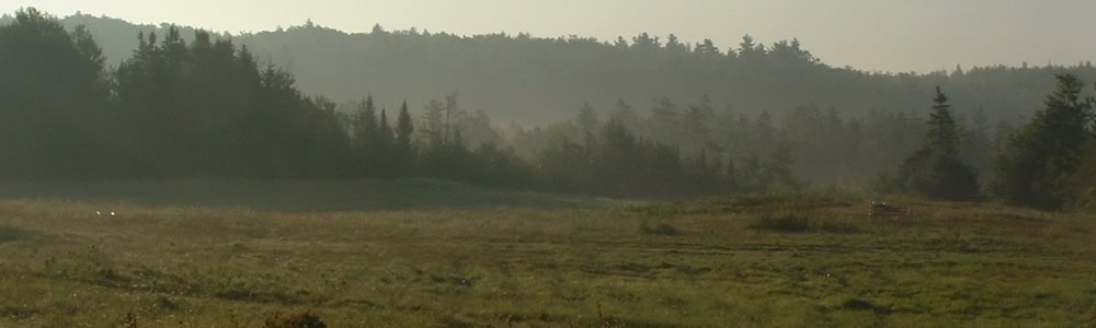 Mist shrouded wild field with forest in the background.