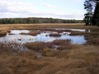Morse River through a field with forest in the background.