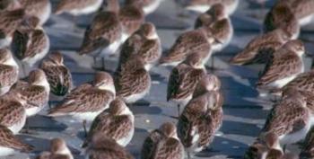 Semipalmated Sandpipers roosting