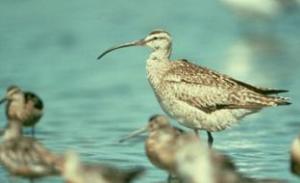 Whimbrel, with Short-billed Dowitchers in foreground