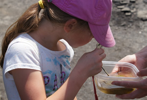 Young student outdoors  in a pink hat examining an item in a plastic dish.