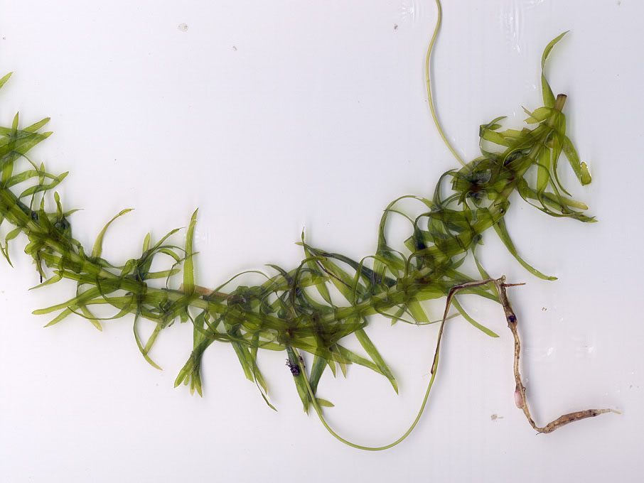 Brazilian elodea