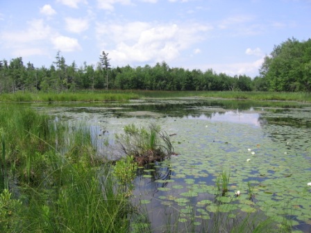 wetland depicting tall grasses and lily pads on the water.