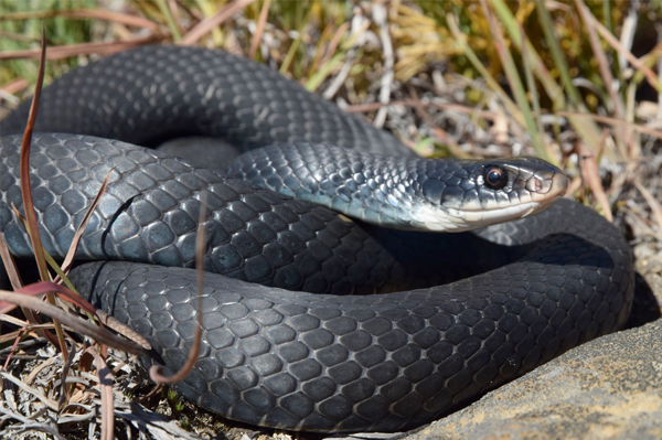 Black racer