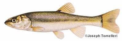 Creek Chub
