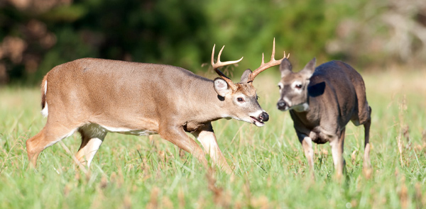 Rut Watch