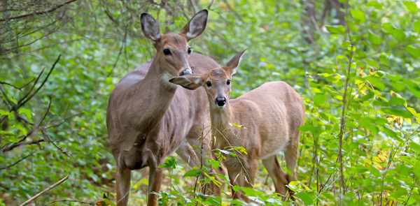 Deer Spy