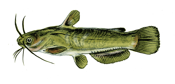 Brown Bullhead