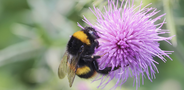 Bumble Bee Atlas