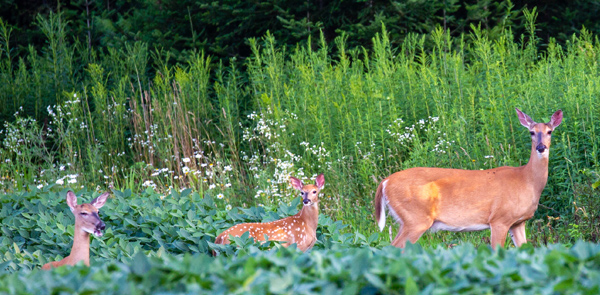Deer Projects