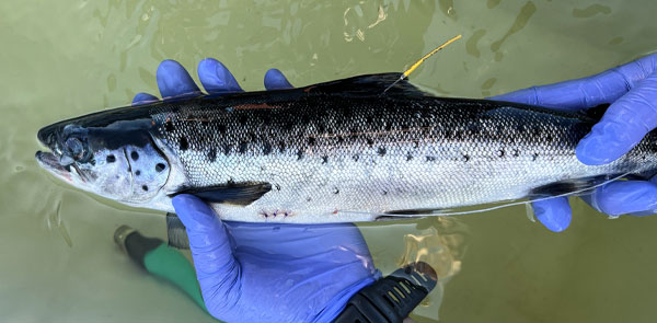 Fish Tag Reporting
