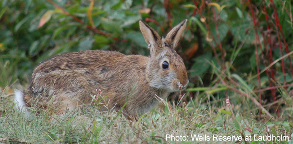 Rabbit Sightings