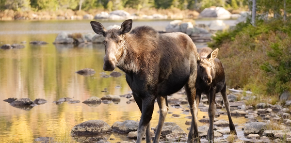 Mammals