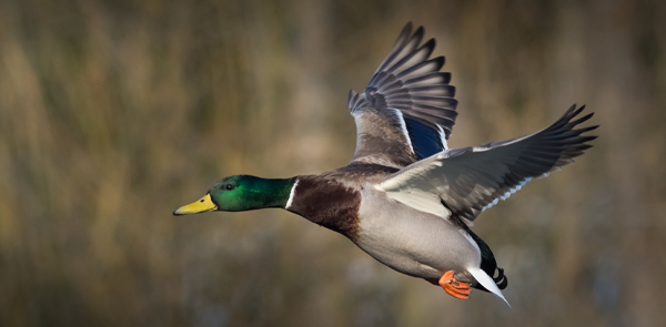 Migatory Game Birds