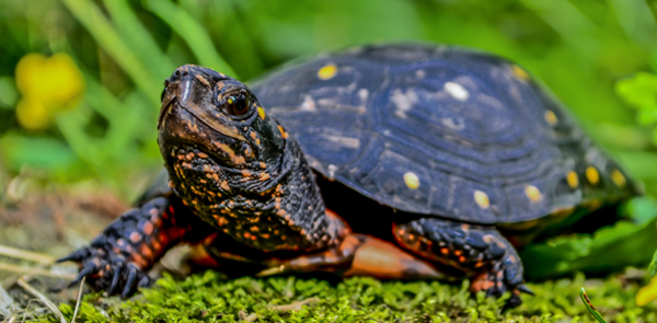 Reptiles and Amphibians