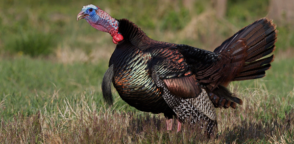 Wild Turkey